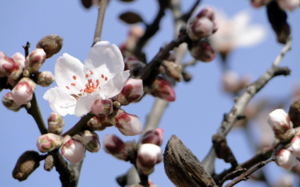 Datça Badem Çiçeği Turu